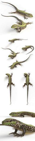 高品质的逼真质感蜥蜴3D模型-MAX | FBX | OBJ