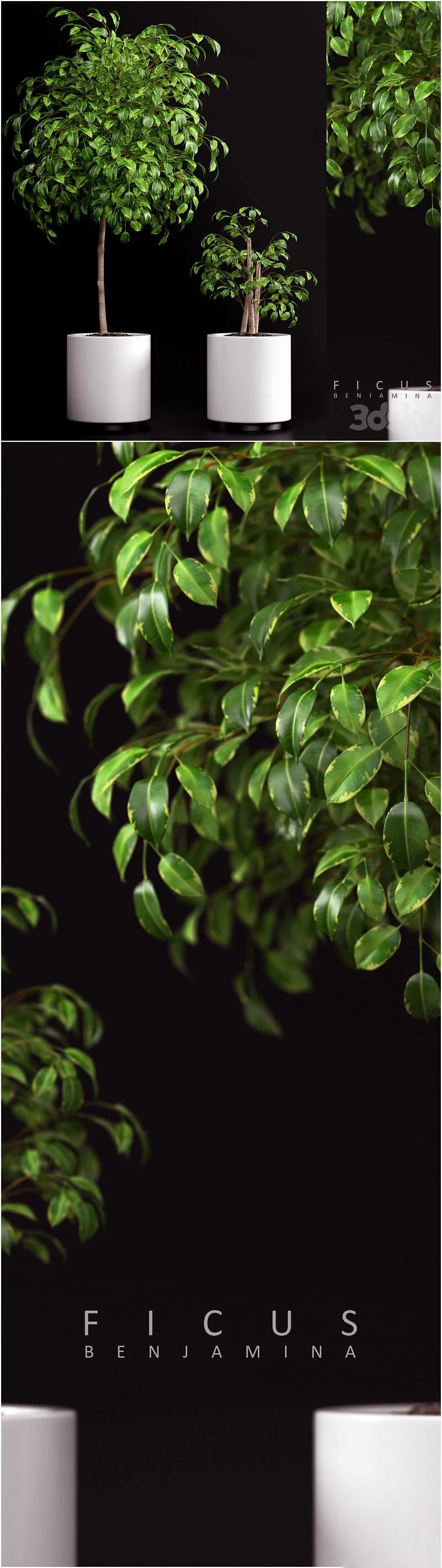 高品质的植物绿植盆栽3D模型-MAX | FBX | OBJ插图