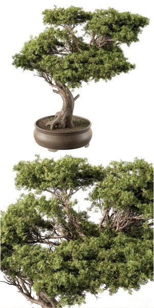 室内植物盆景3D模型-MAX | FBX | OBJ