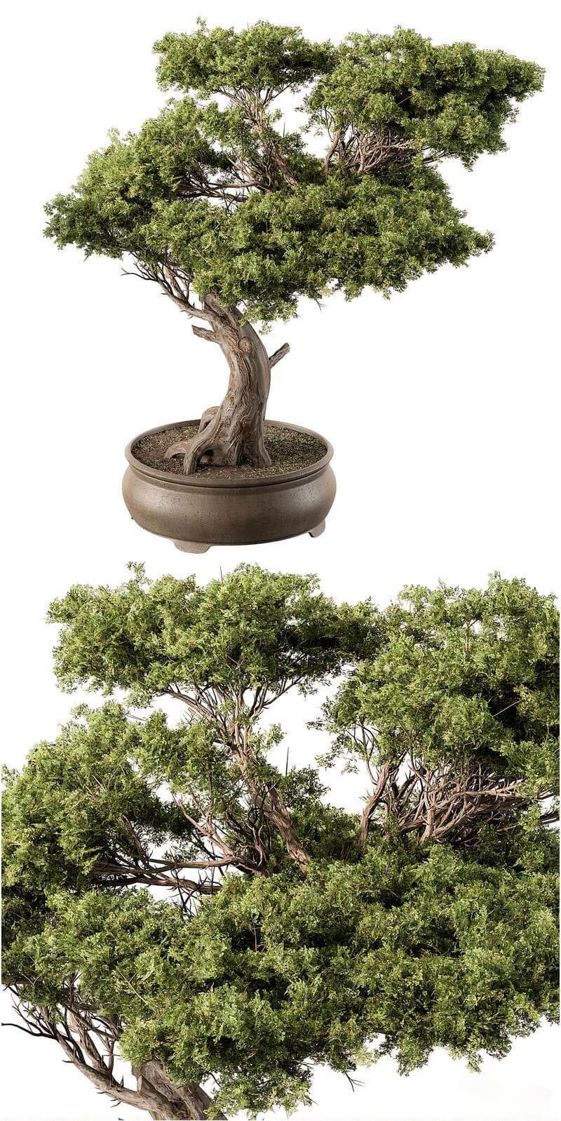 室内植物盆景3D模型-MAX | FBX | OBJ插图