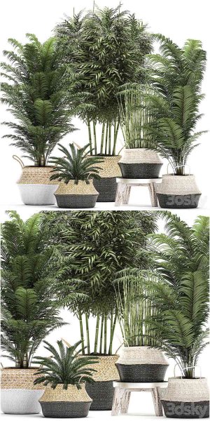 一系列美丽茂盛的植物装在白色篮子有灌木丛、棕榈、竹子、蝉、马尾套装3D模型-MAX | FBX | OBJ