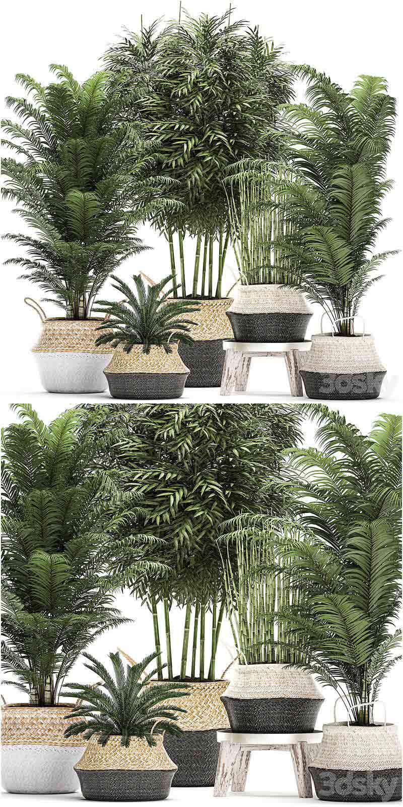 一系列美丽茂盛的植物装在白色篮子有灌木丛、棕榈、竹子、蝉、马尾套装3D模型-MAX | FBX | OBJ插图