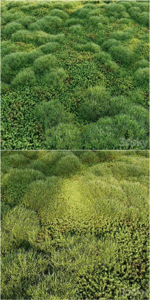 盛开的苔藓草坪植被3D模型-MAX | FBX | OBJ