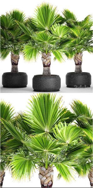 热带雨林中绿树装饰盆栽3D模型-MAX | FBX | OBJ