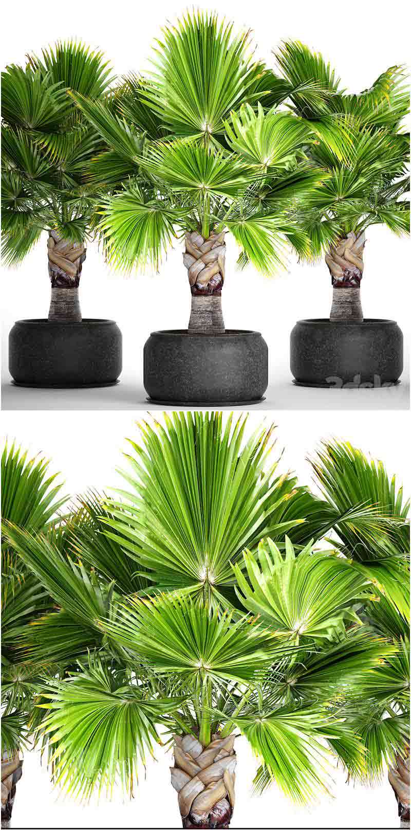 热带雨林中绿树装饰盆栽3D模型-MAX | FBX | OBJ插图