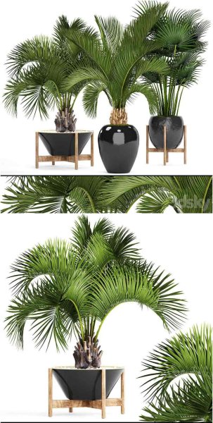 热带雨林植物盆栽3D模型大集合-MAX | FBX | OBJ