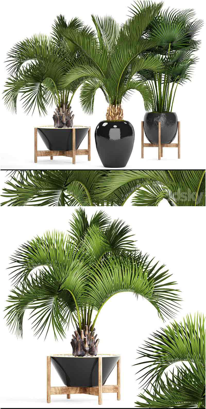 热带雨林植物盆栽3D模型大集合-MAX | FBX | OBJ插图