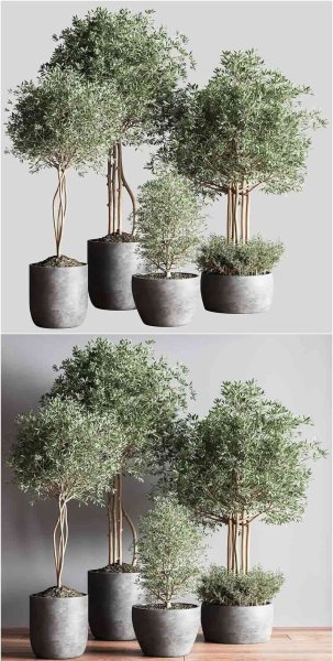 简约清新室内植物3D模型-MAX | FBX | OBJ