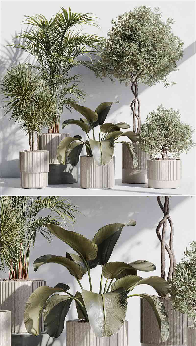 室内植物套装3D模型-MAX | FBX | OBJ插图