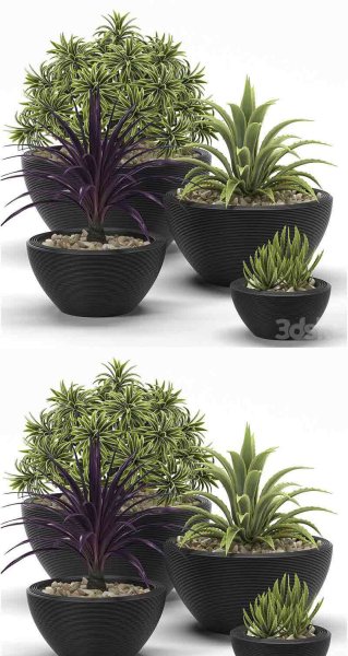 少见的盆栽植物3D模型-MAX | FBX | OBJ