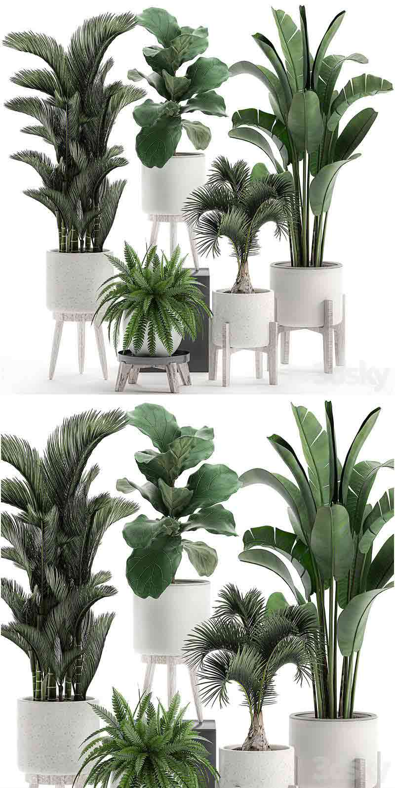 高品质的蕨类植物3D模型大集合-MAX | FBX | OBJ插图