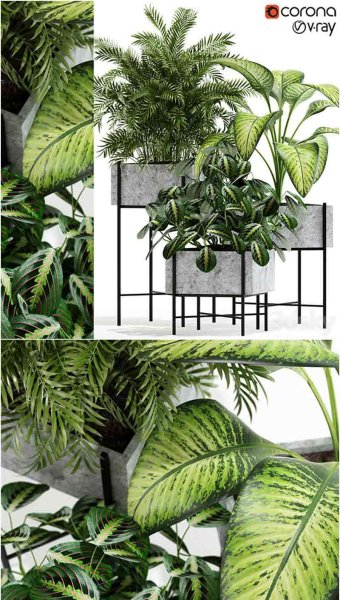 植物室内盆栽园艺绿化3D模型-MAX | FBX | OBJ