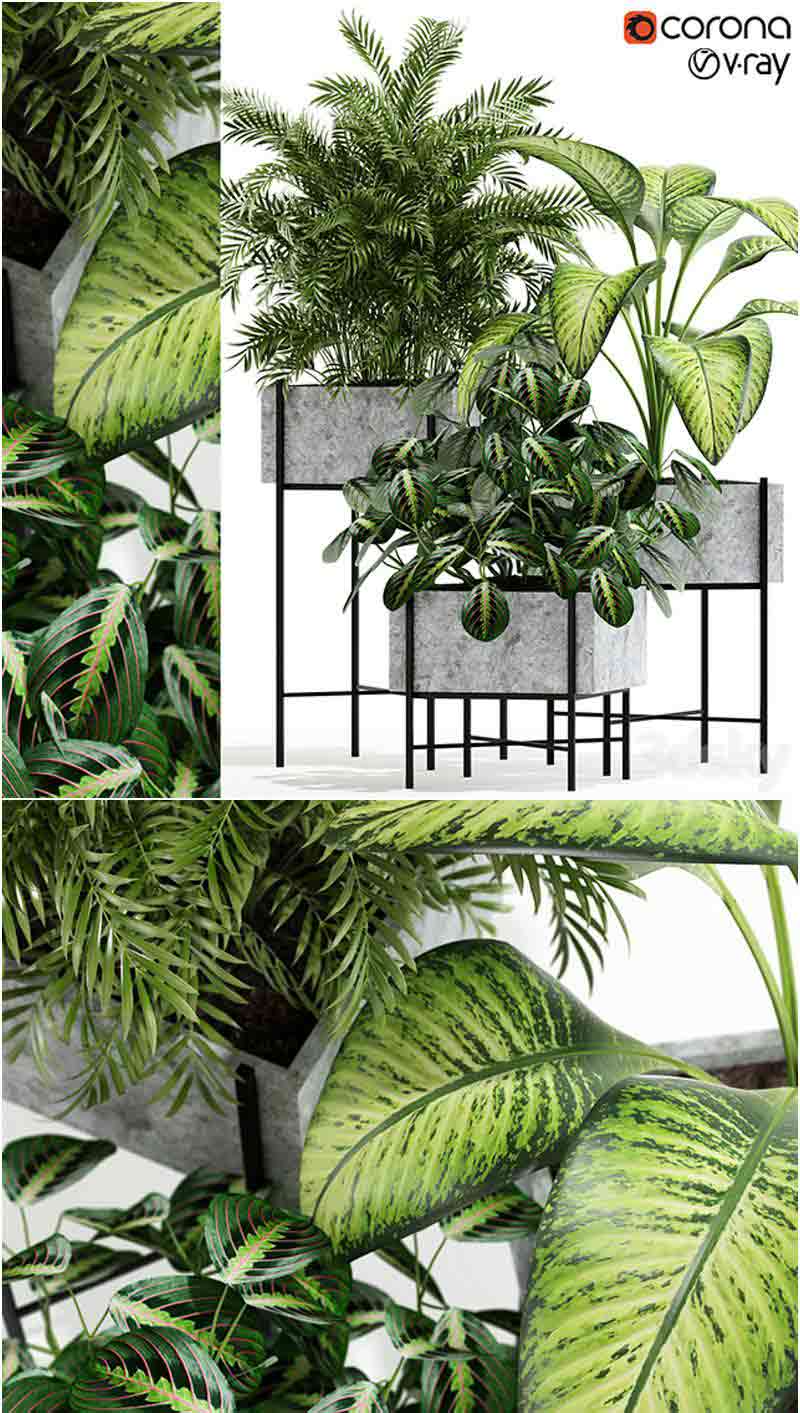 植物室内盆栽园艺绿化3D模型-MAX | FBX | OBJ插图
