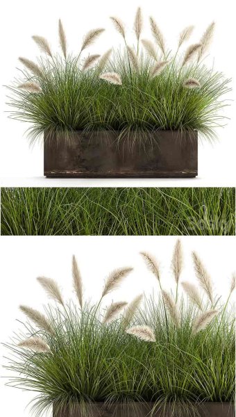 金属户外盆中种植白色潘帕斯草维尼克芦苇植物3D模型—MAX | FBX | OBJ