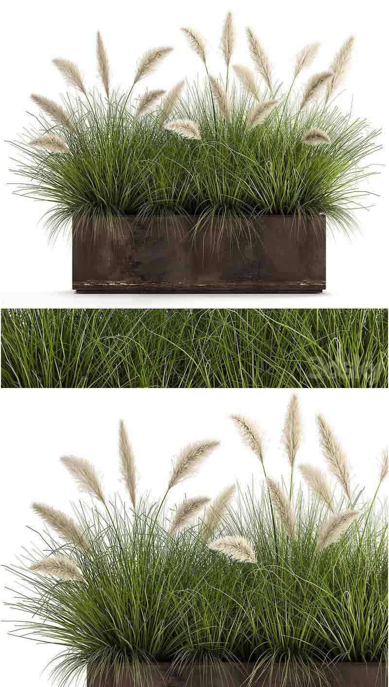 金属户外盆中种植白色潘帕斯草维尼克芦苇植物3D模型—MAX | FBX | OBJ插图
