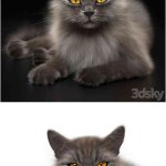 少见稀有的猫咪CAT 4 VRay 3D模型—MAX | FBX
