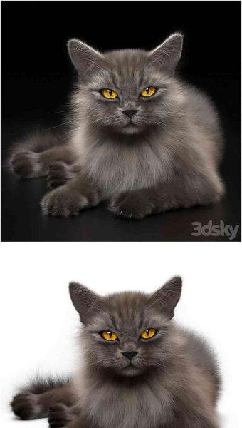 少见稀有的猫咪CAT 4 VRay 3D模型—MAX | FBX