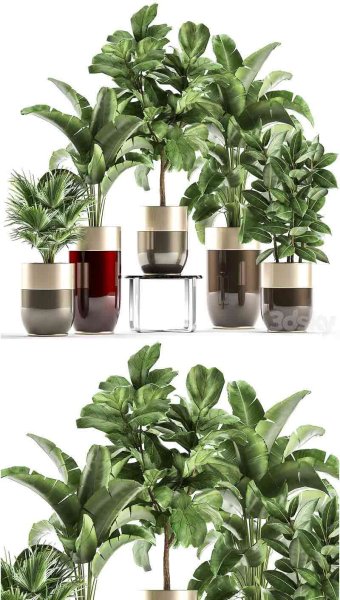 豪华金盆中的植物配有香蕉棕榈榕树豪华装饰套装3D模型—MAX | FBX | OBJ