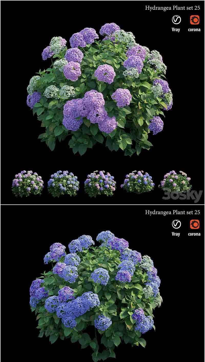 绣球花植物套装模型—MAX | FBX | OBJ插图