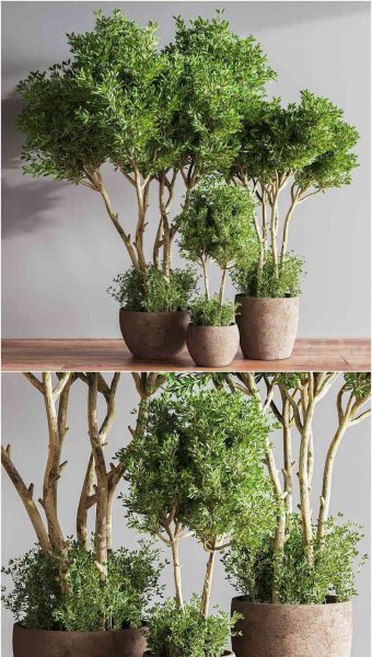 高品质的室内盆栽植物3D模型—MAX | FBX | OBJ