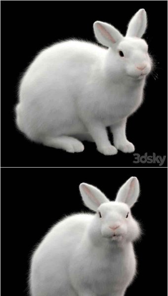 可爱的小兔子小白兔3D模型—MAX | FBX | OBJ