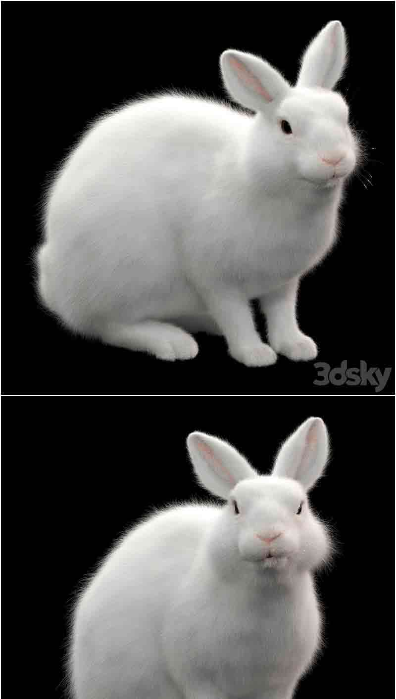 可爱的小兔子小白兔3D模型—MAX | FBX | OBJ插图