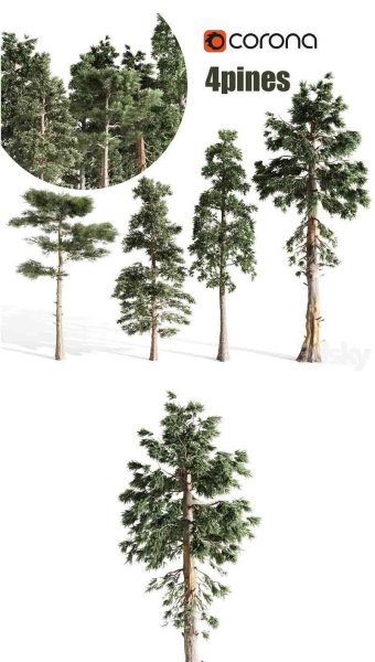 4棵松树3D模型—MAX | FBX | OBJ