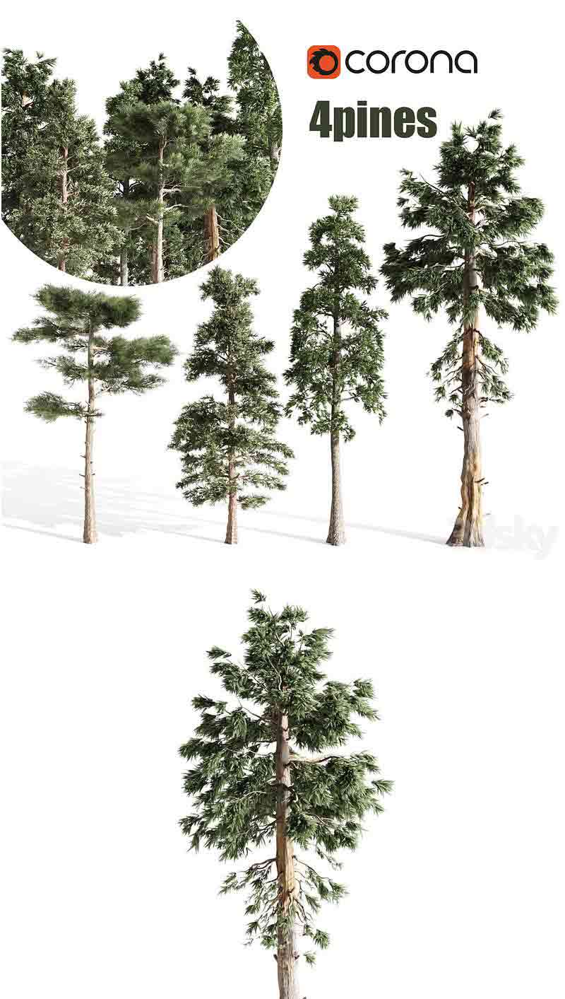 4棵松树3D模型—MAX | FBX | OBJ插图