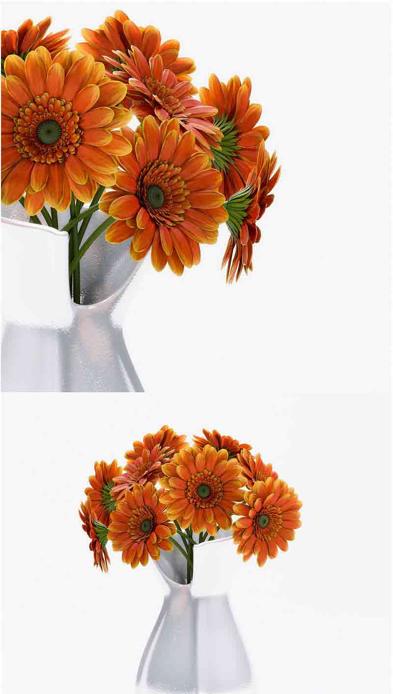非洲菊花3D模型—MAX | FBX | OBJ插图