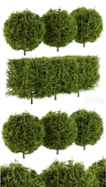 针套形状（立方体和球形）灌木丛植物3D模型—MAX | FBX | OBJ