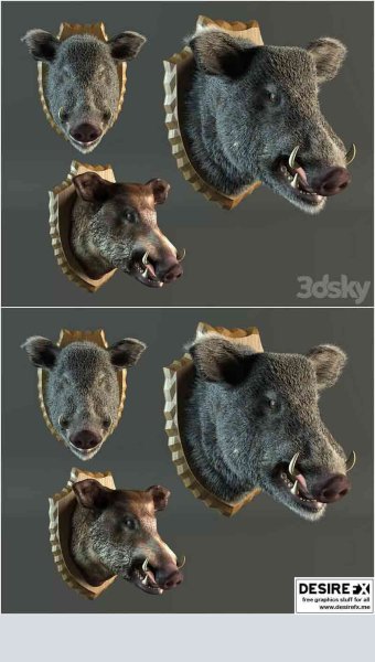 野猪标本3D模型—MAX | FBX | OBJ