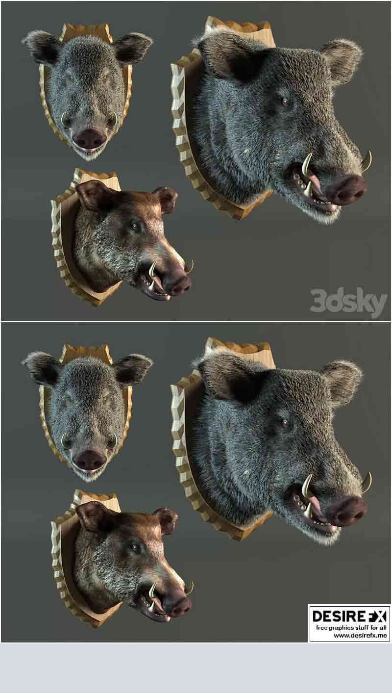 野猪标本3D模型—MAX | FBX | OBJ插图