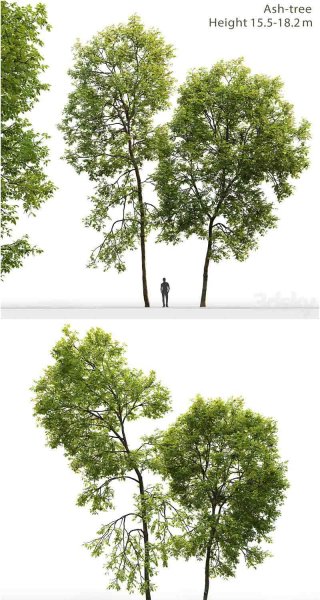 高品质的植物树木3D模型—MAX | FBX | OBJ