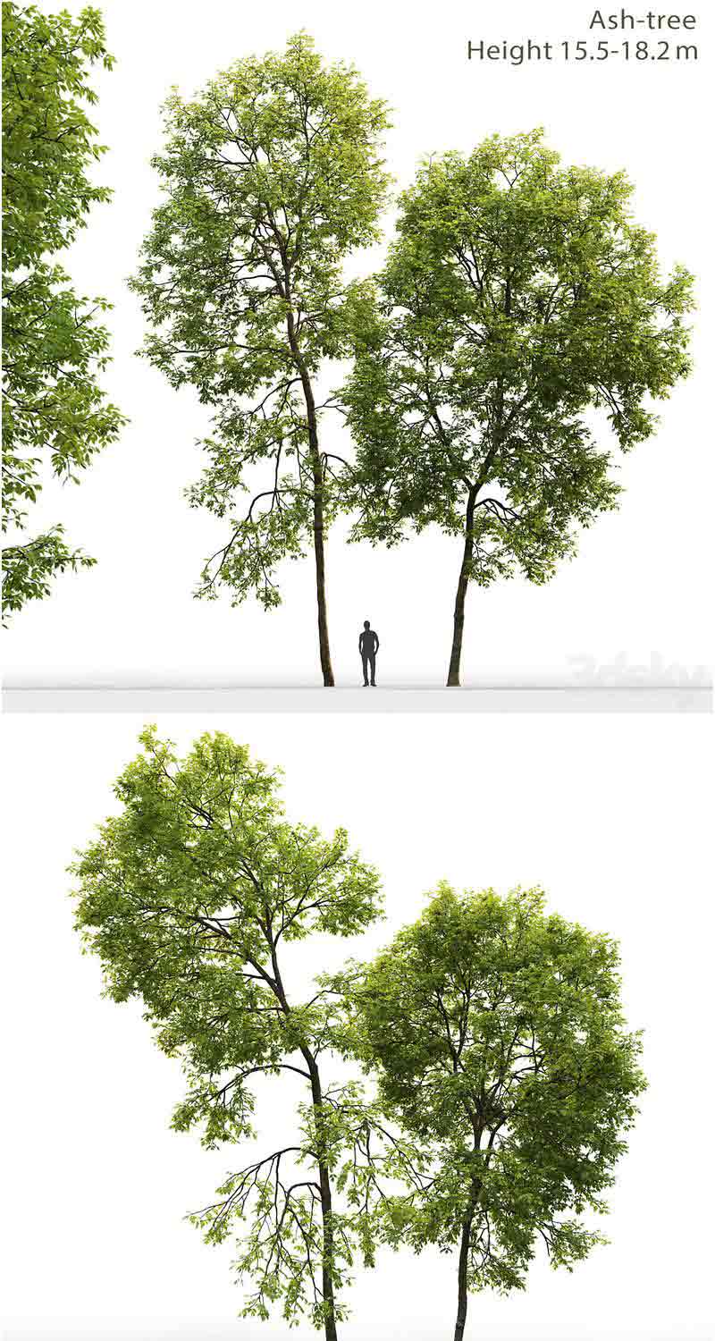 高品质的植物树木3D模型—MAX | FBX | OBJ插图