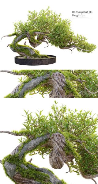 高品质的盆栽植物3D模型—MAX | FBX | OBJ