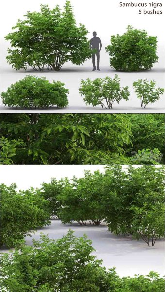 少见稀有的接骨木浆果灌木丛植物3D模型—MAX | FBX | OBJ
