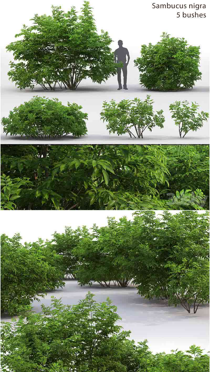 少见稀有的接骨木浆果灌木丛植物3D模型—MAX | FBX | OBJ插图