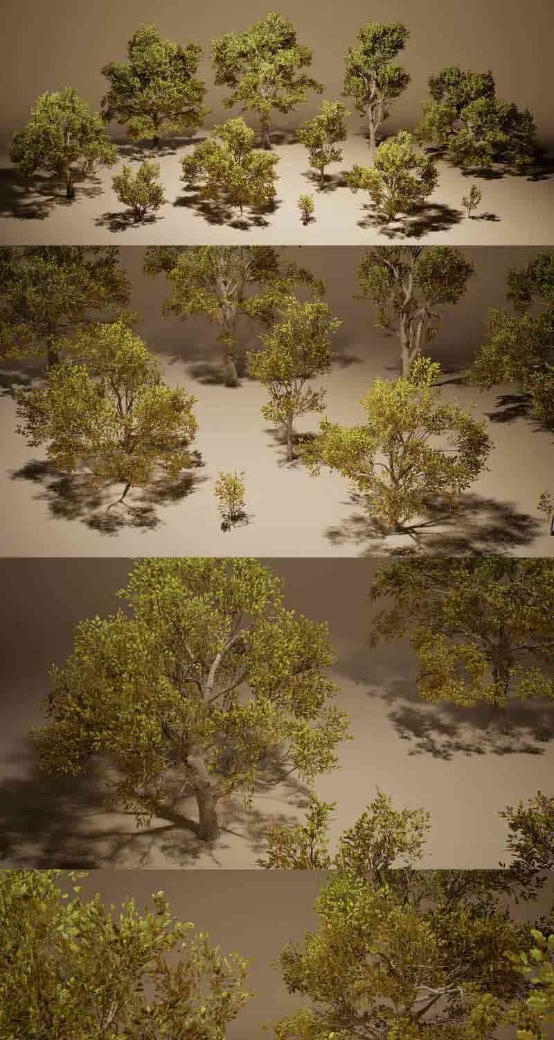 枫叶橡树植物3D模型集合-虚幻引擎插图