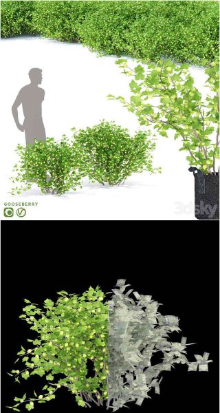 醋栗灌木醋栗植物3D模型—MAX | FBX | OBJ