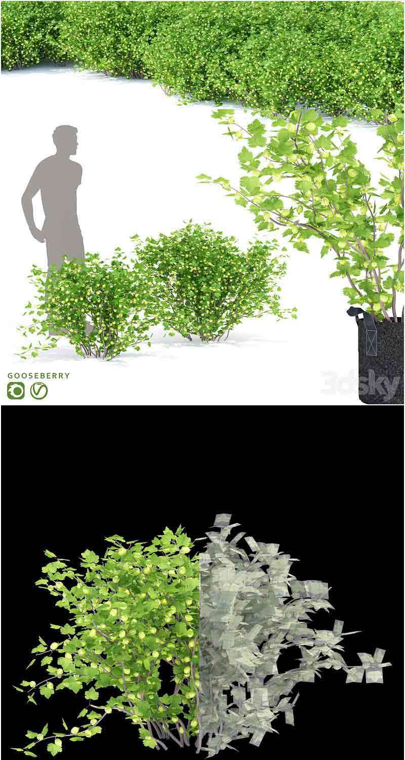 醋栗灌木醋栗植物3D模型—MAX | FBX | OBJ插图