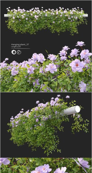 高品质的悬挂植物3D模型—MAX | FBX | OBJ