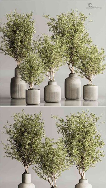 时尚简约优雅的室内植物套装3D模型—MAX | FBX | OBJ