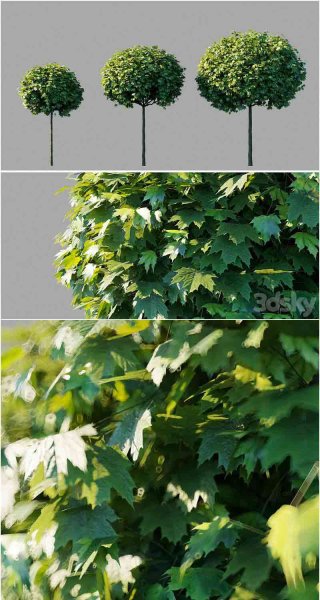 高品质的枫叶灌木植物3D模型—MAX | FBX | OBJ