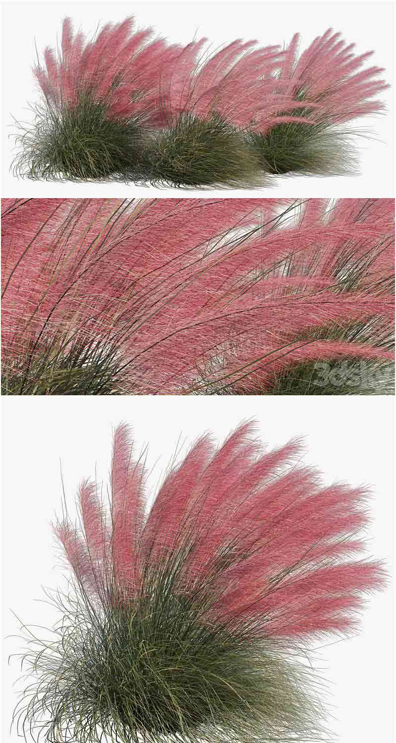 粉红色毛豆草植物3D模型—MAX | FBX | OBJ插图