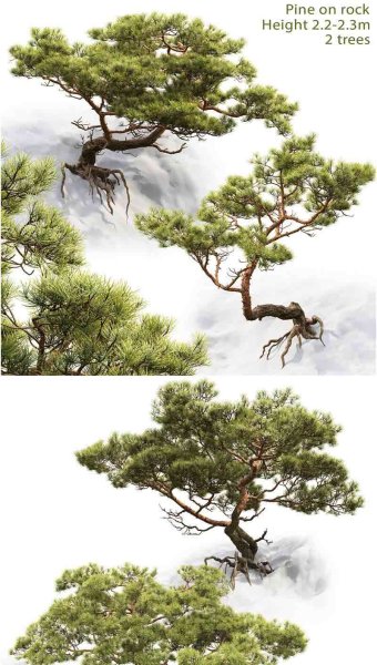 高品质的少见稀有迎客松松树3D模型—MAX | FBX | OBJ