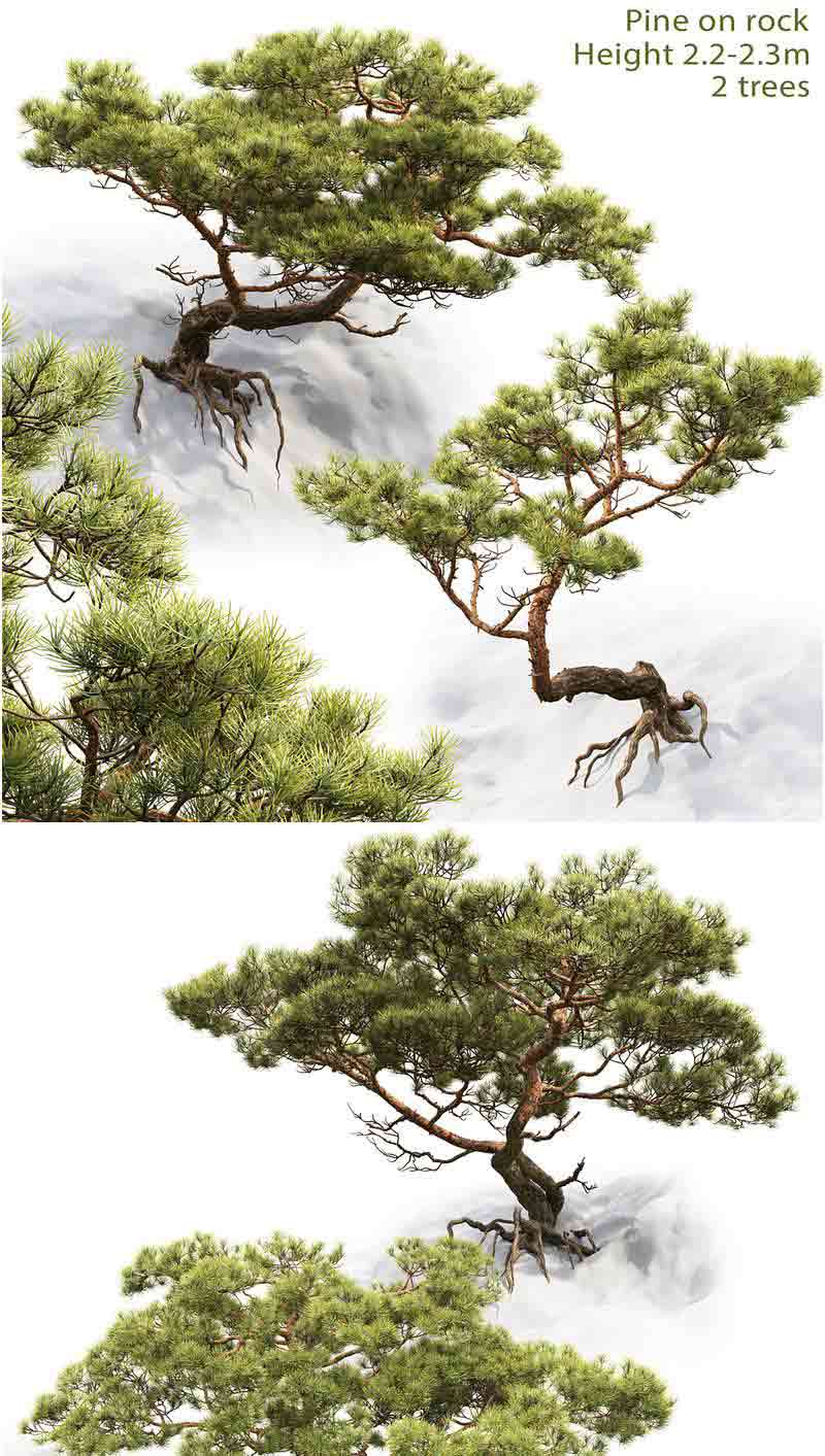 高品质的少见稀有迎客松松树3D模型—MAX | FBX | OBJ插图