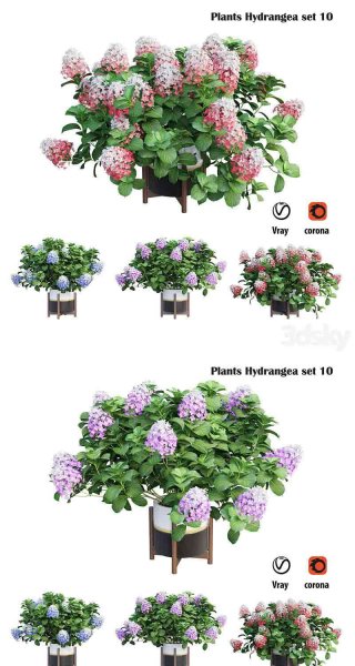 高品质的植物绣球花朵植物3D模型—MAX | FBX | OBJ