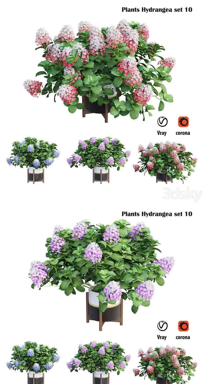 高品质的植物绣球花朵植物3D模型—MAX | FBX | OBJ插图