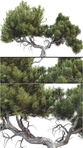 高品质的松树3D模型—MAX | FBX | OBJ