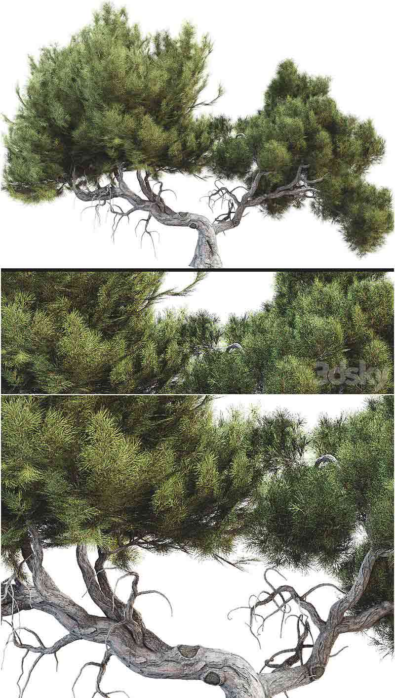 高品质的松树3D模型—MAX | FBX | OBJ插图